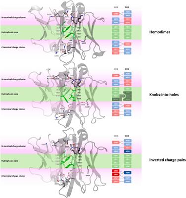 Comparing Antibody Interfaces to Inform Rational Design of New Antibody Formats